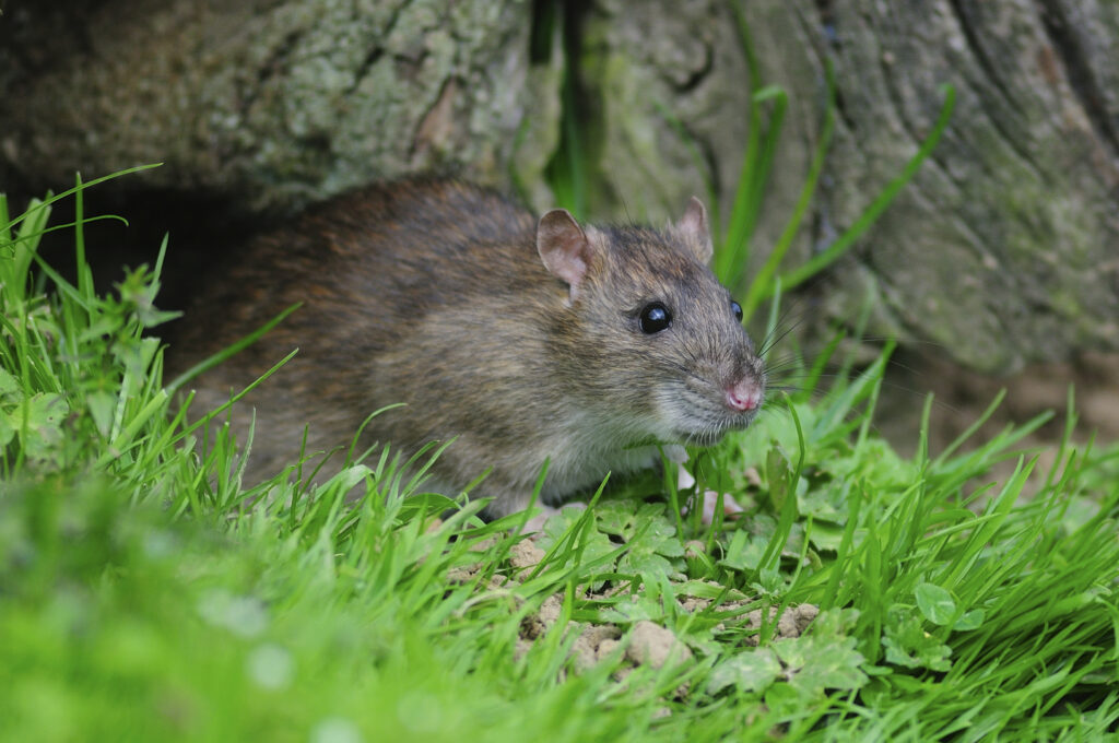 Brown Rat