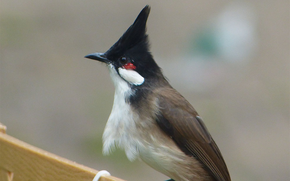 Red Whiskered Bulbul