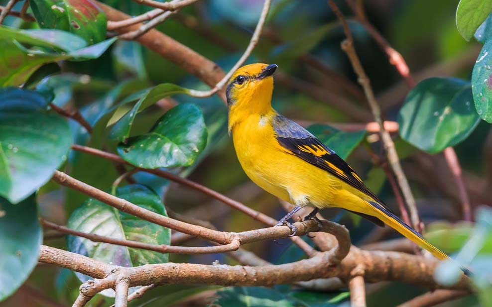 Female scarlet minivet