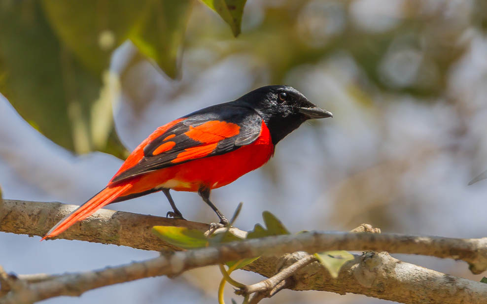 Male scarlet minivet