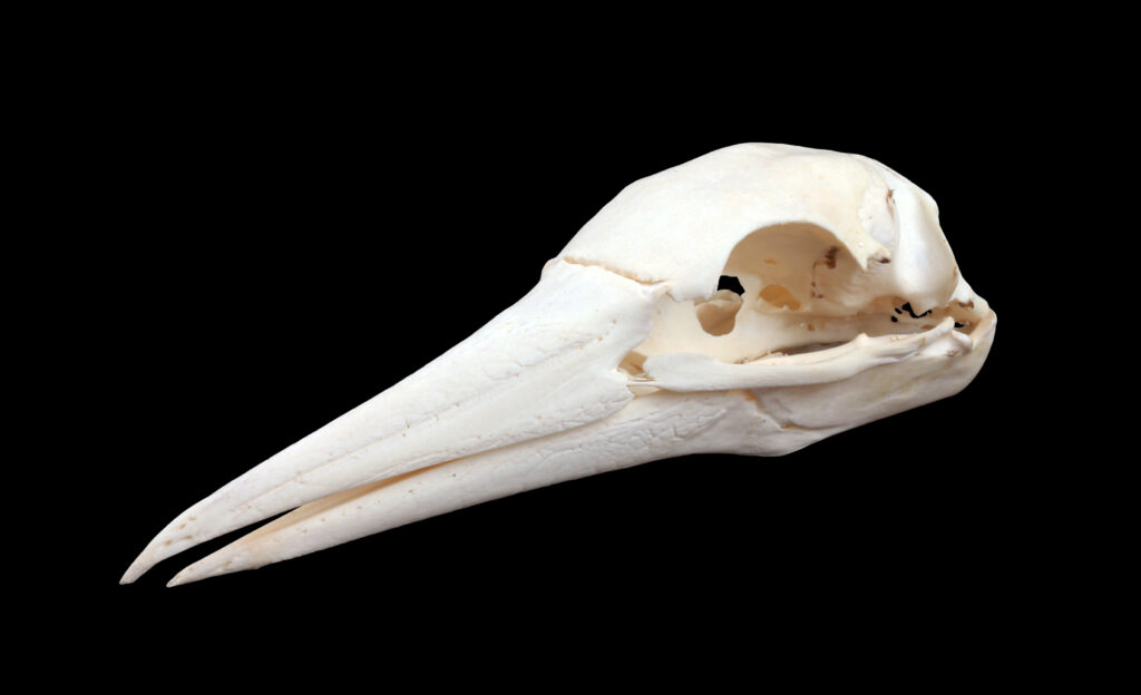 Seabird skull