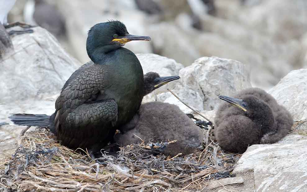 Shag with chicks