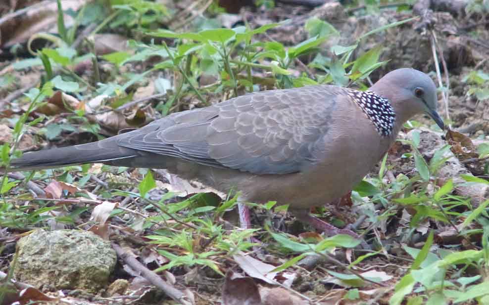 Spotted Dove