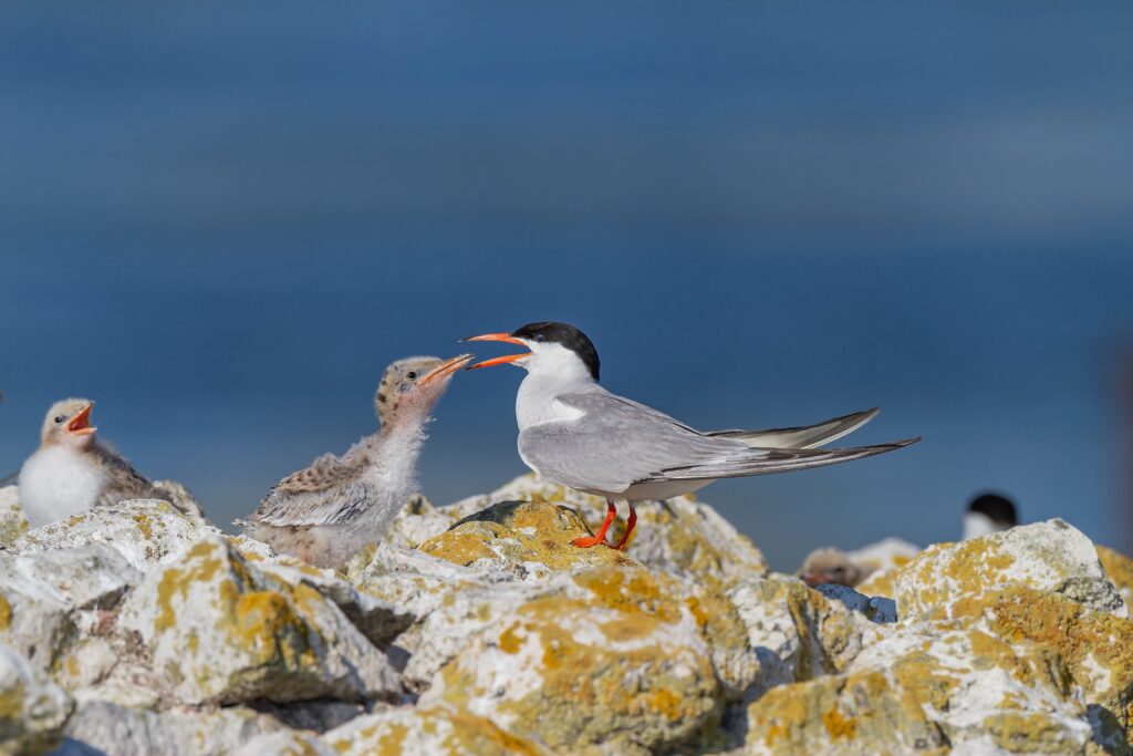 Tern tending to its chick