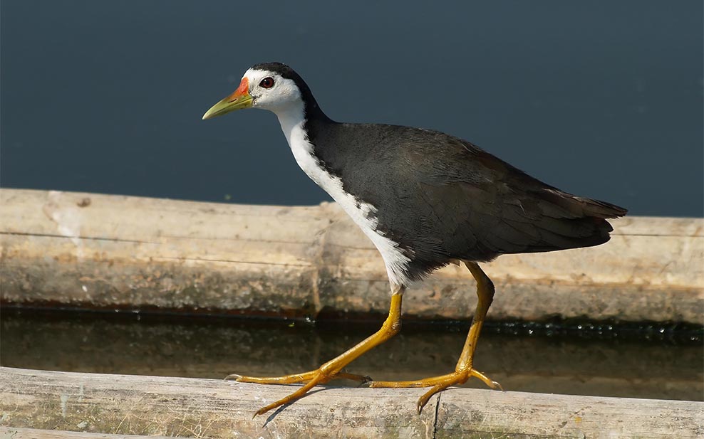 White-breasted Waterhen