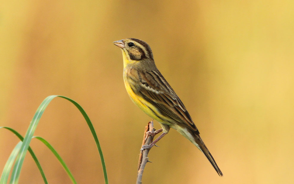 Yellow Breasted Bunting