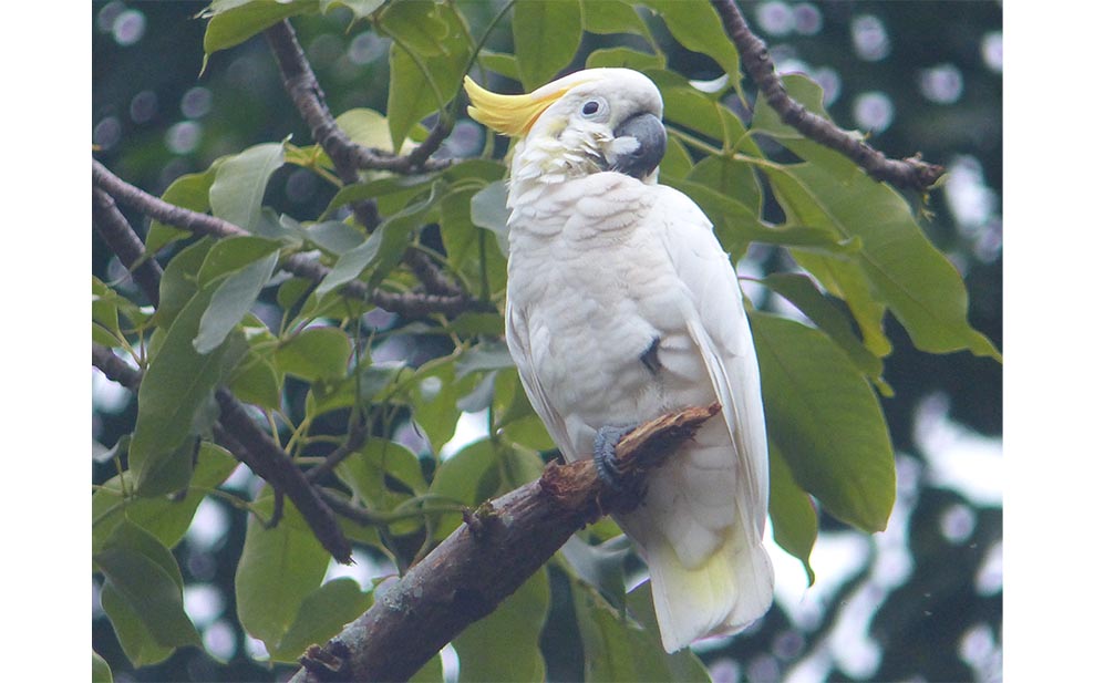 Yellow-crested Cockatoo