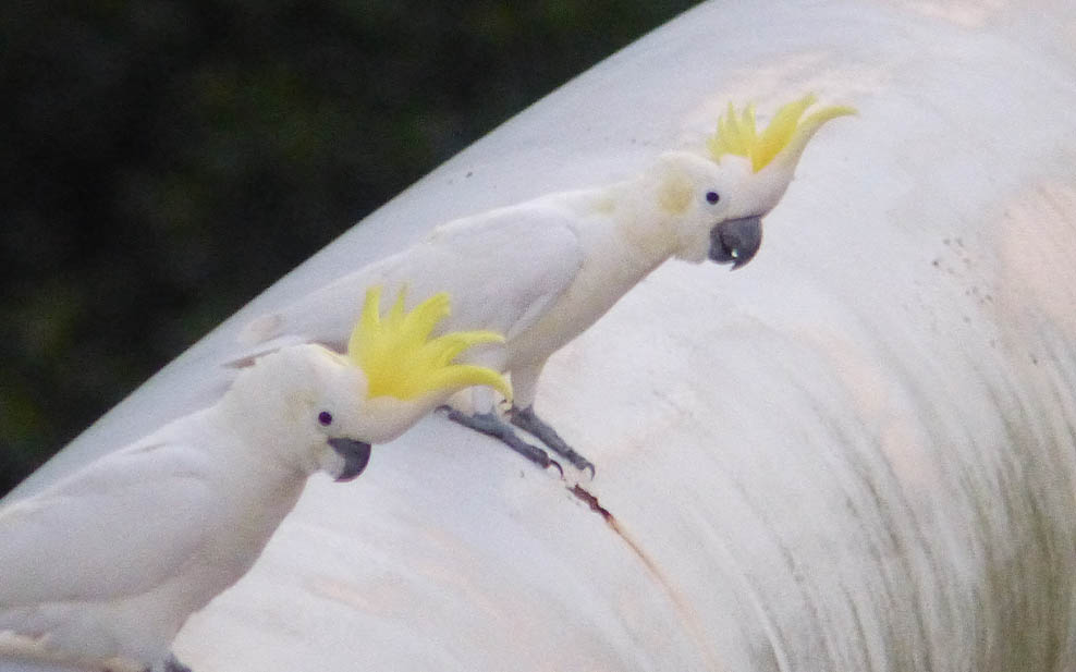 gold crested cockatoo