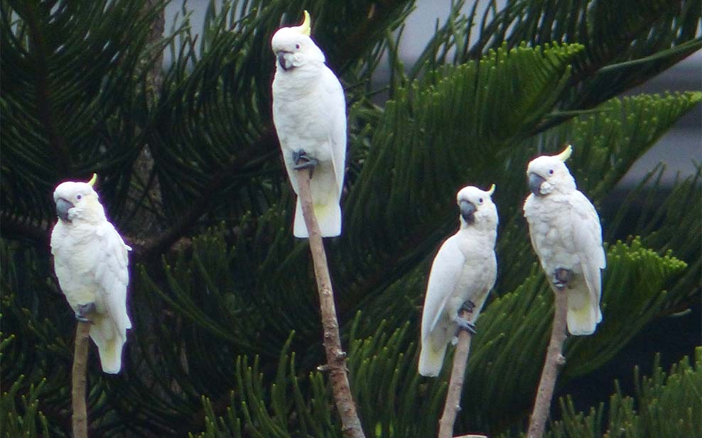 Cockatoos