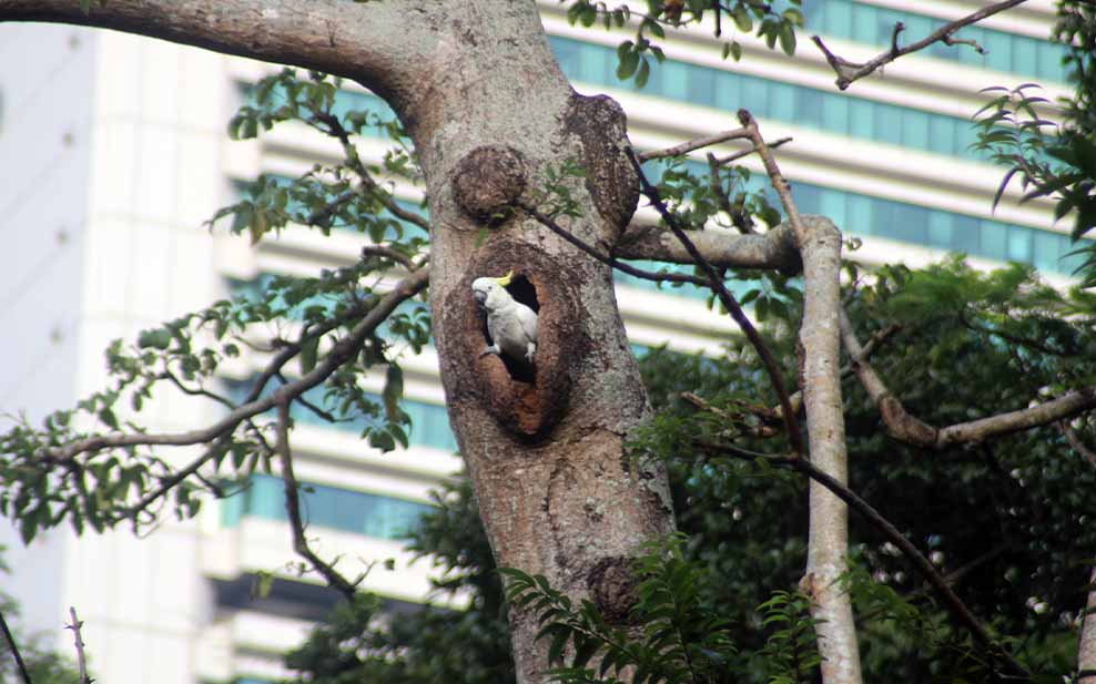 Cockatoo in a tree cavity