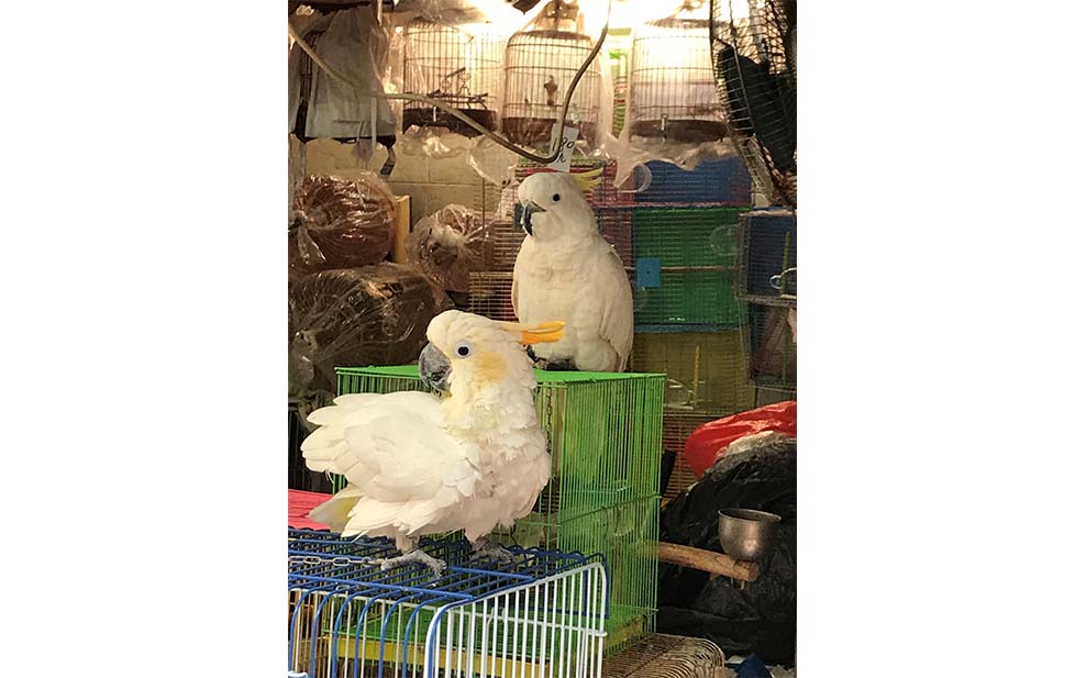 Cockatoos in the market