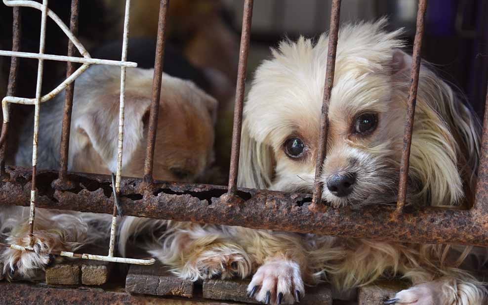 Puppies in cage