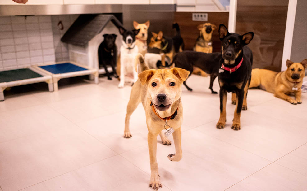 Dogs in a dog shelter