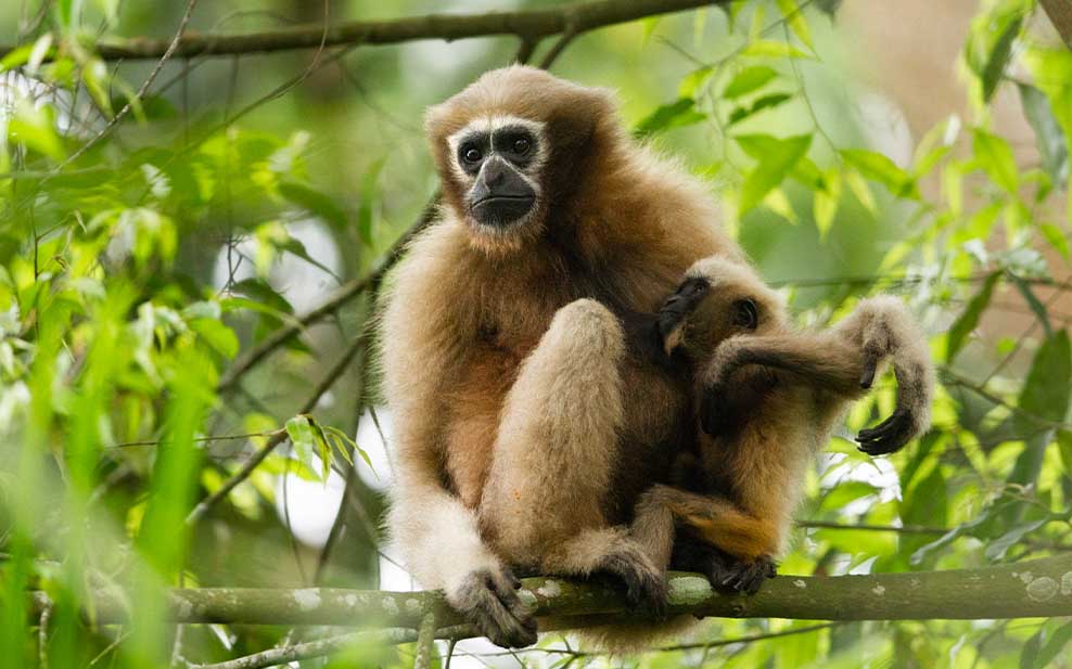 Hoolock Gibbon