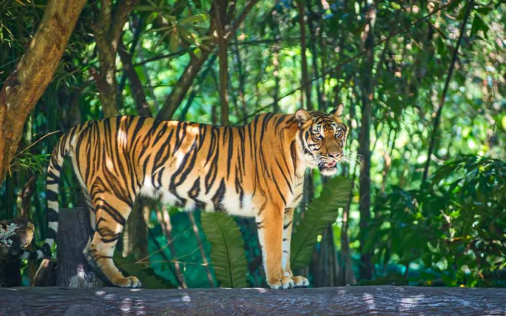 Sumatran tiger