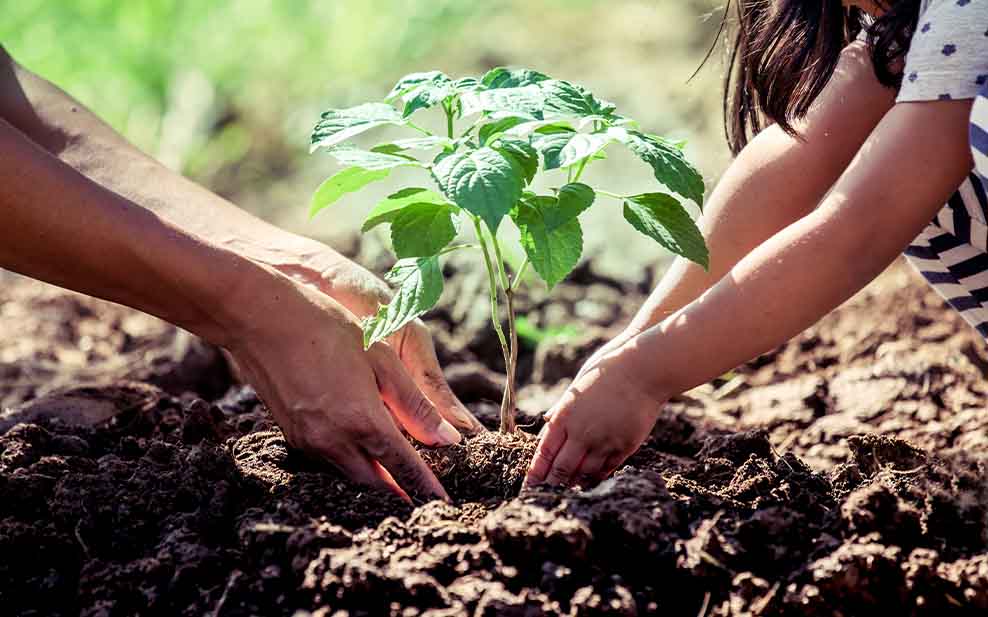 Tree planting