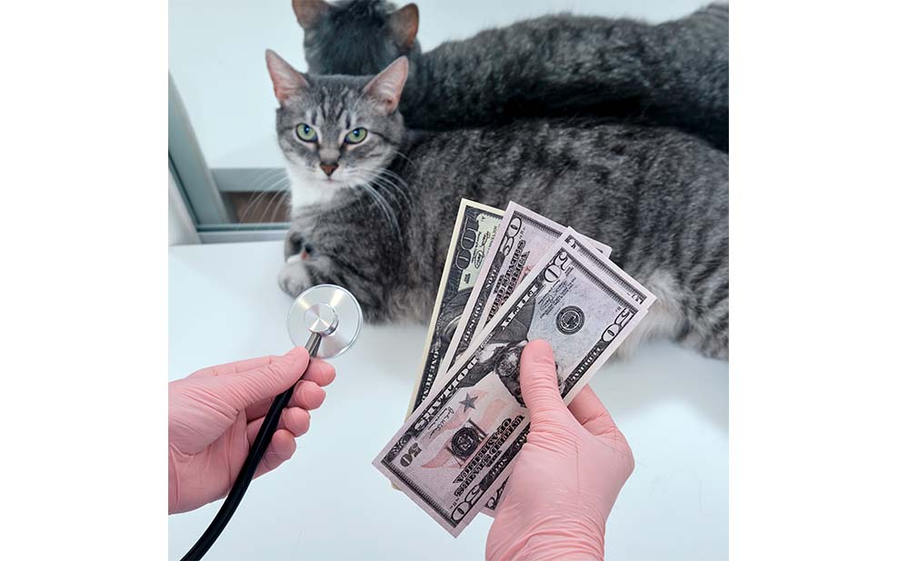 Cat with vet money