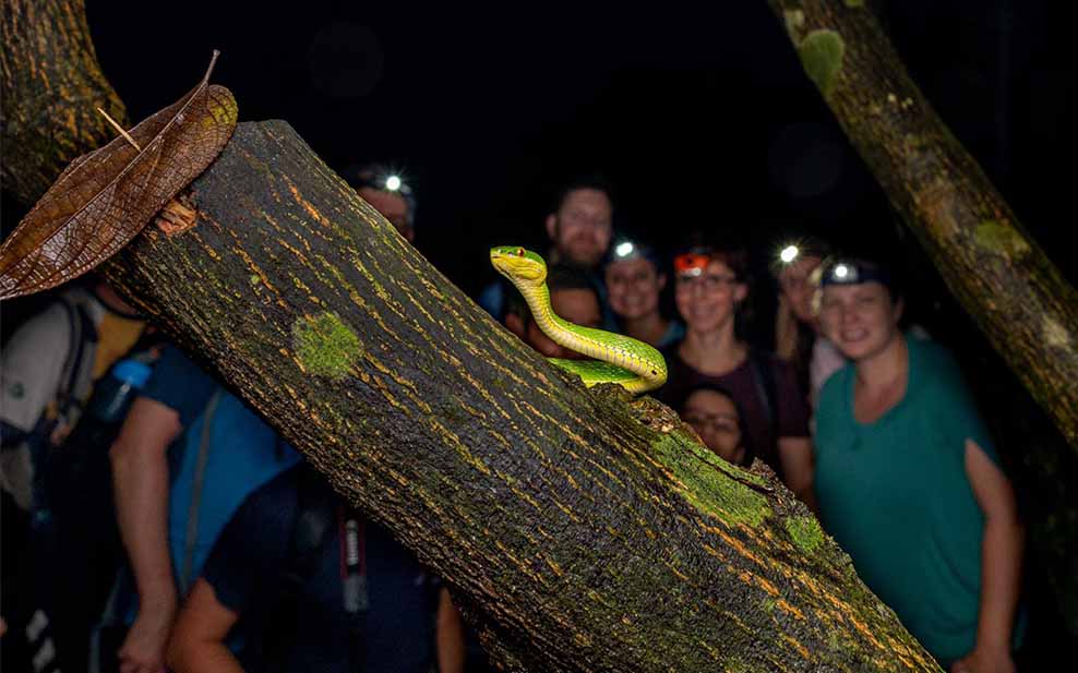 Bamboo viper