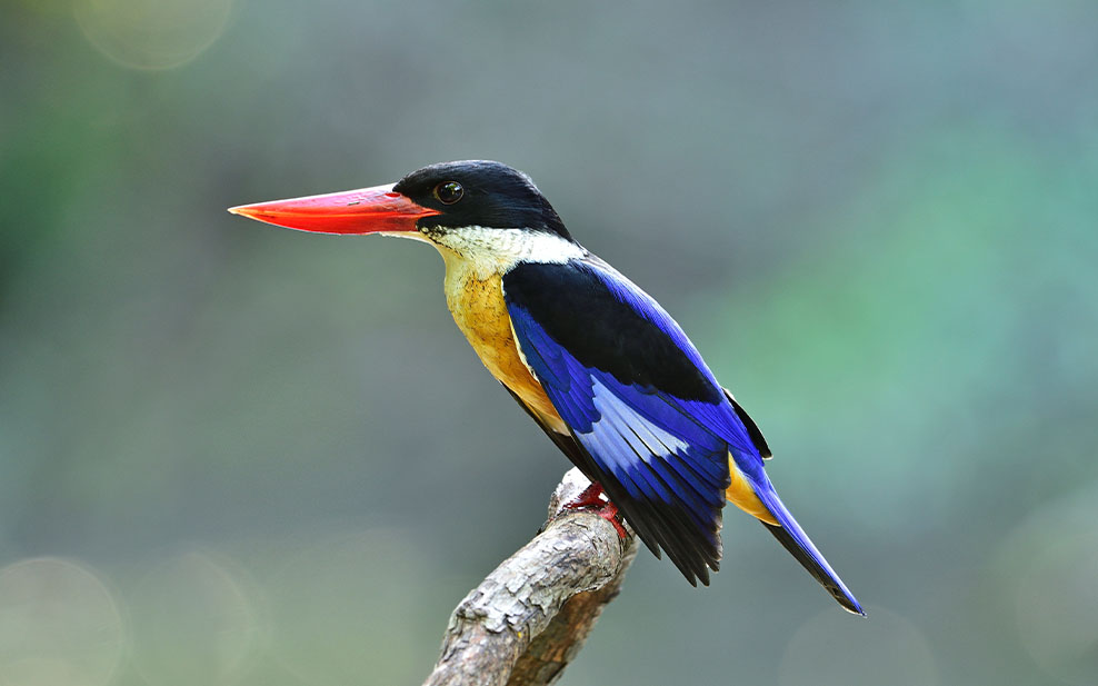 Black capped kingfisher
