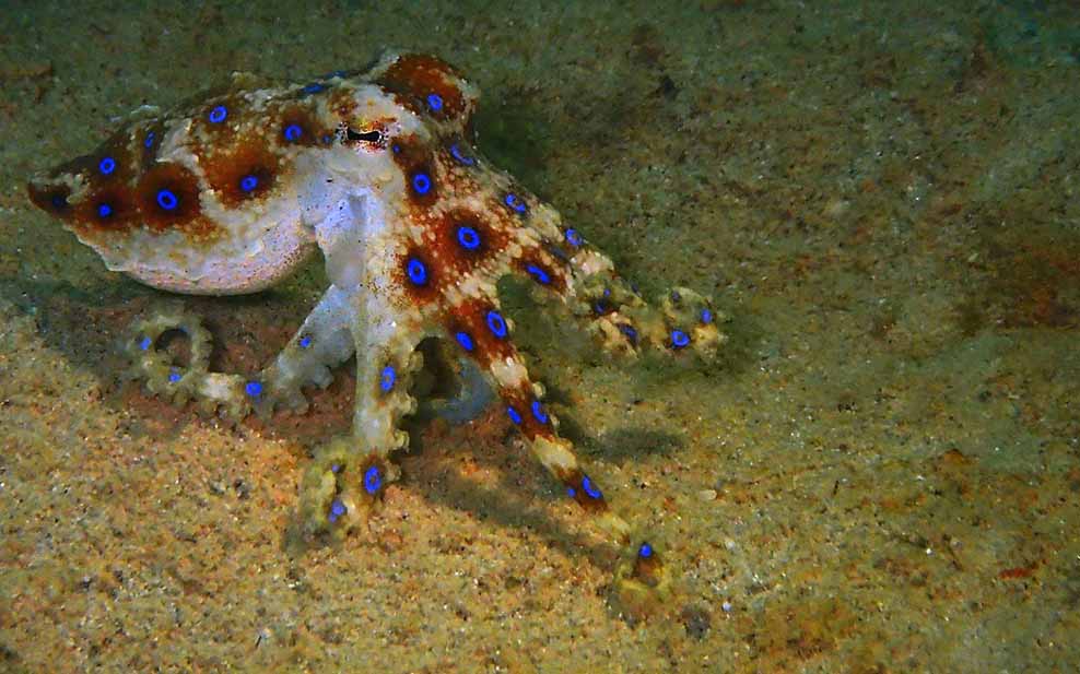 Blue ringed Octopus