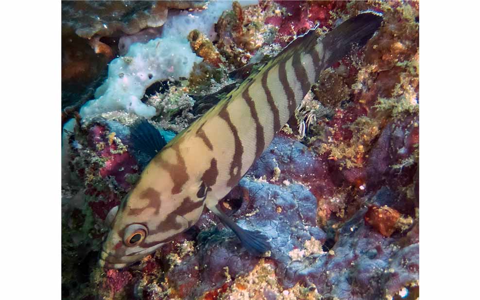 Chocolate Hind Grouper