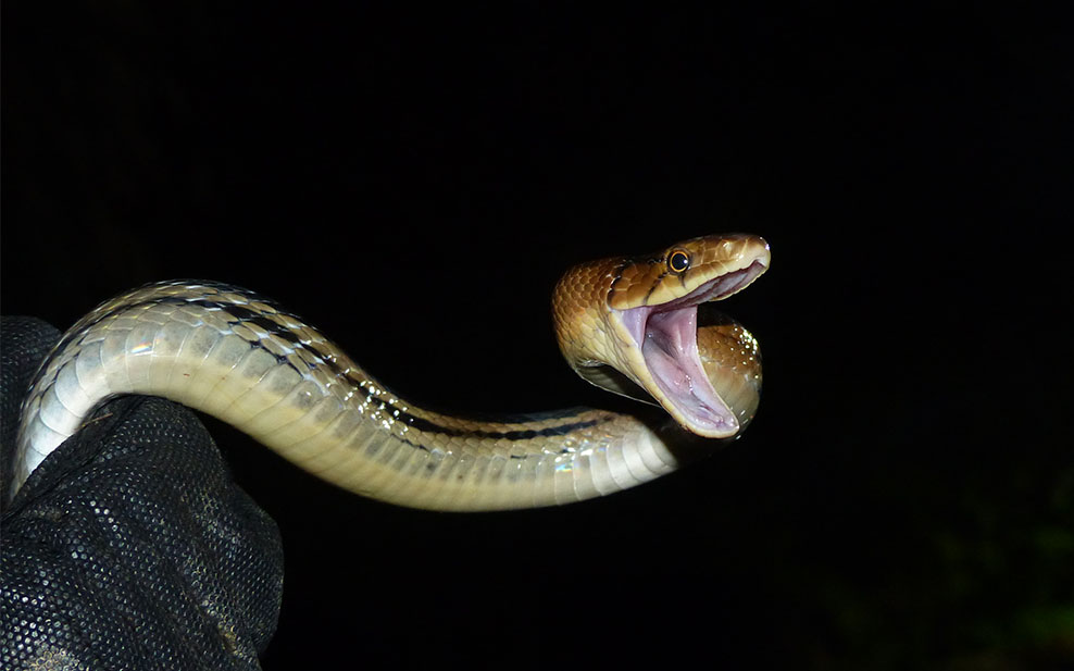 Copperhead Racer, an aggressive but non-venomous snake.