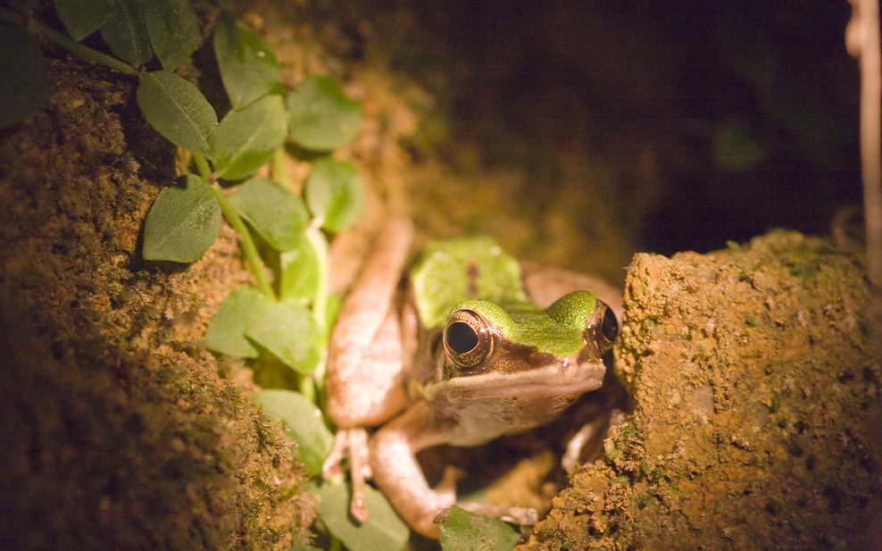 Green Cascade Frog