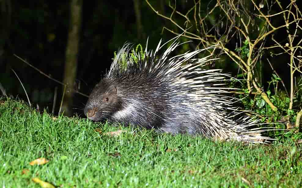 East Asian Porcupine