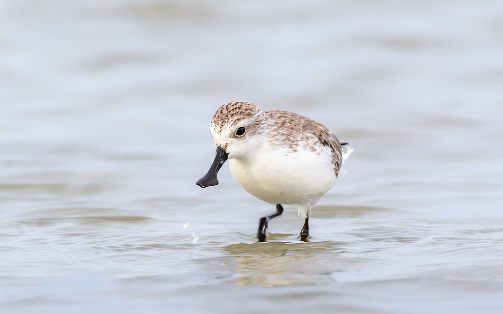 Spoon billed sandpiper