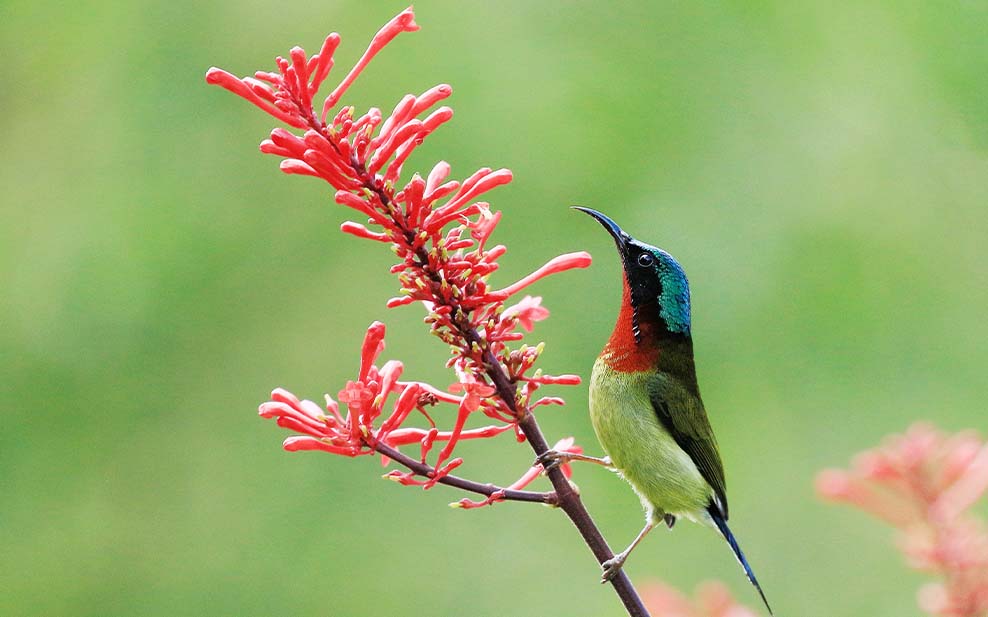 Fork-tailed Sunbird