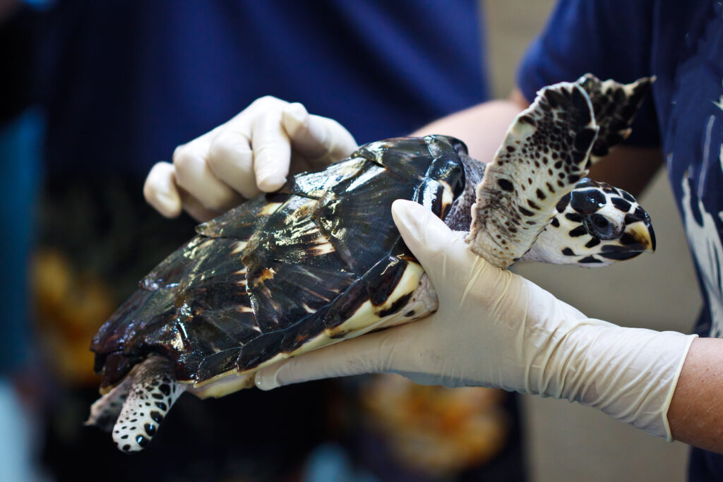 Sea turtle rehabilitation