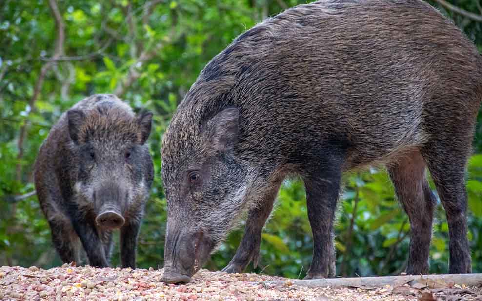 Wild boars