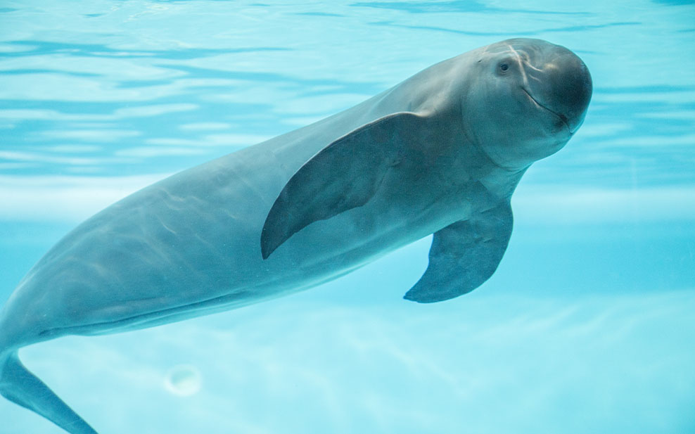 Finless Porpoise