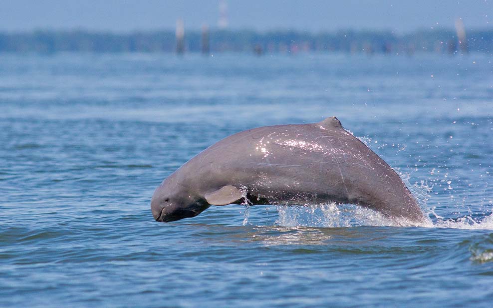 Irrawaddy Dolphin