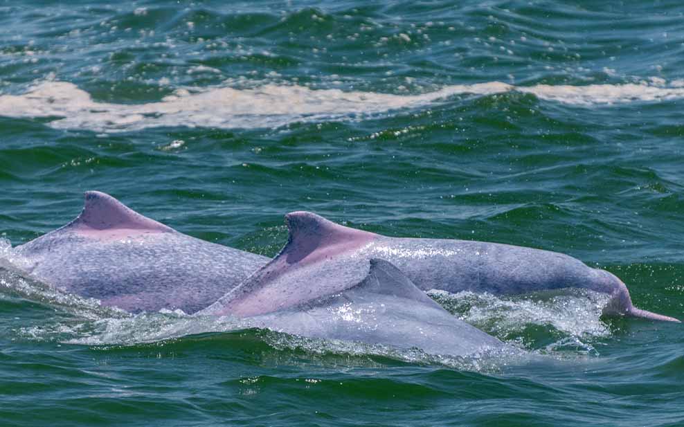 Three pink dolphins