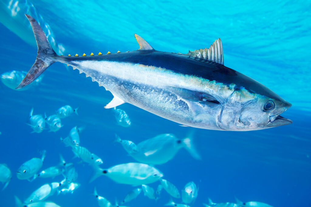 Bluefin tuna