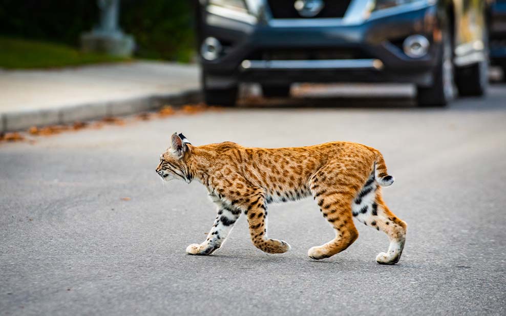 Bobcat