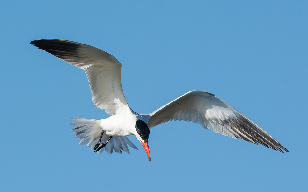 Caspian tern