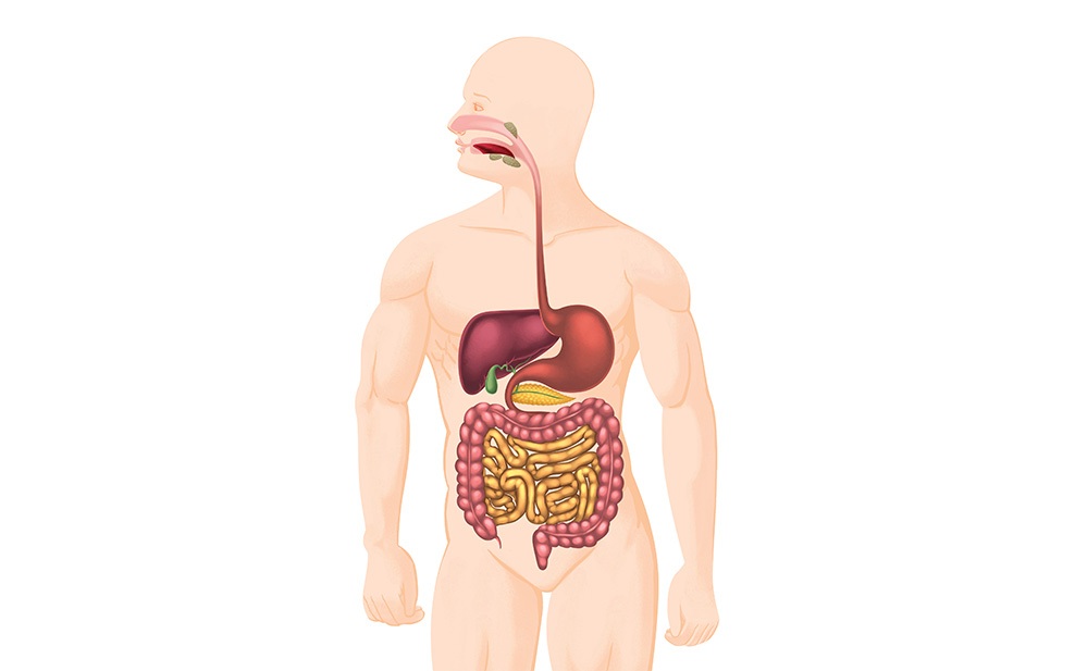 Digestive System