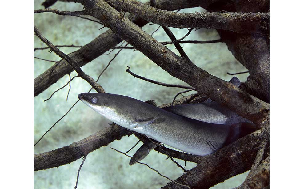 European eel