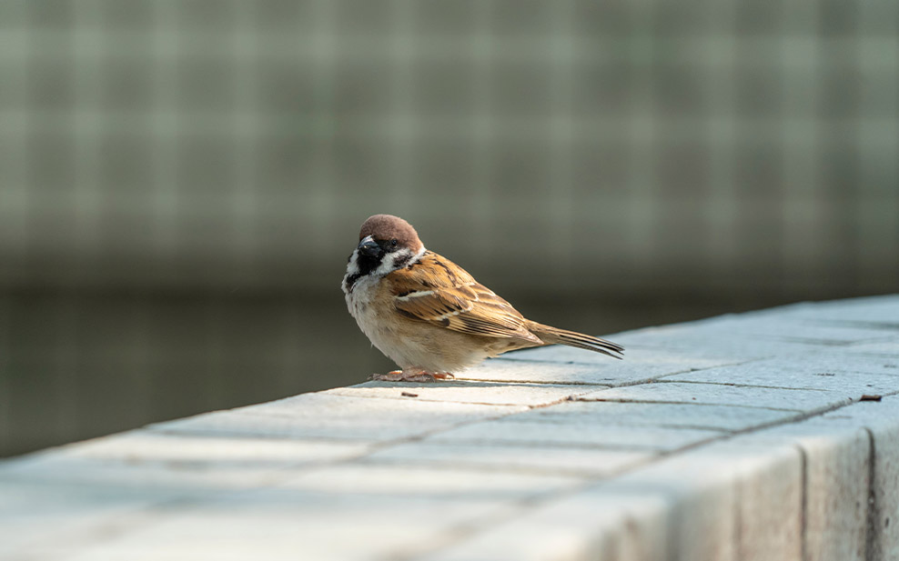 Sparrow