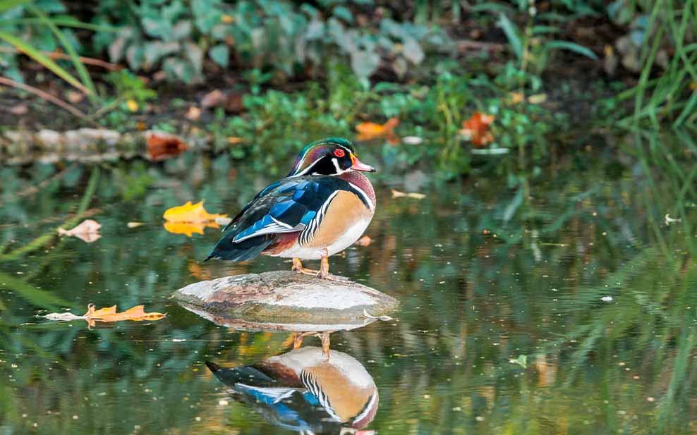 Wood duck