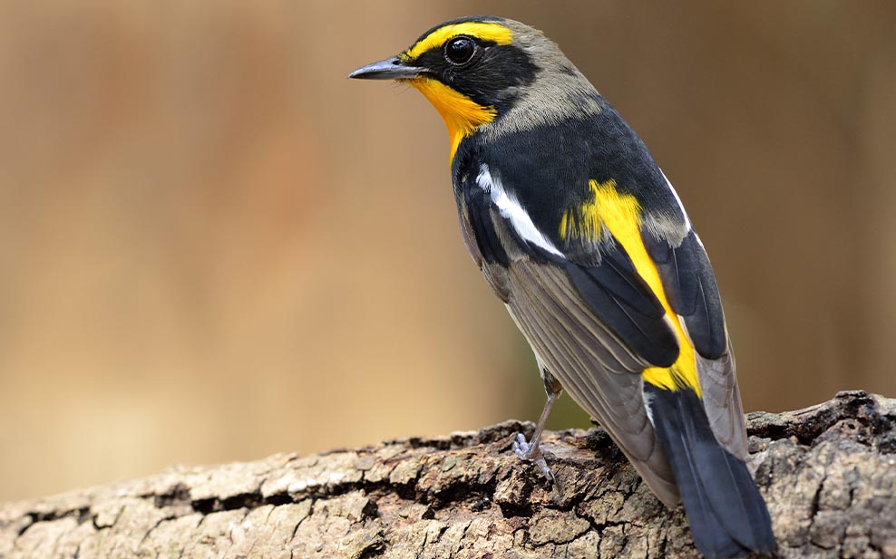 Narcissus flycatcher