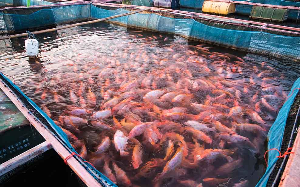 Tilapia in a tank