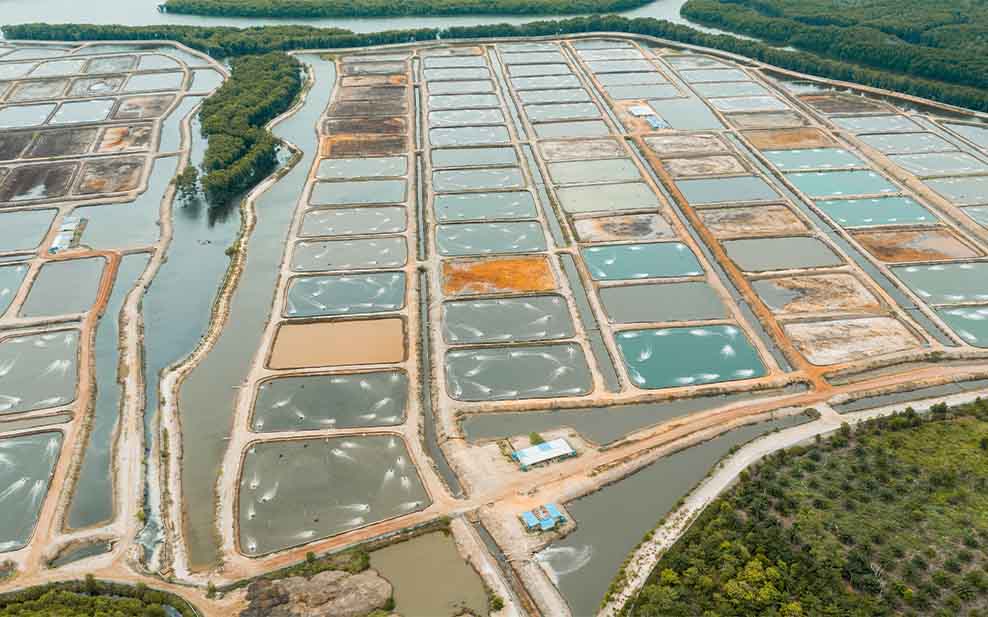 Prawn farming has destroyed large areas of mangroves across the tropics.