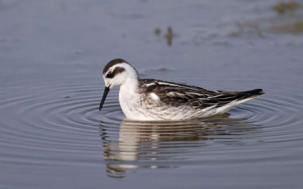 Red necked phalarope