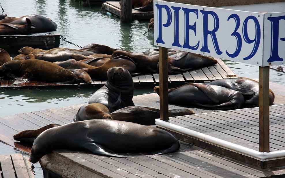 Sea lions