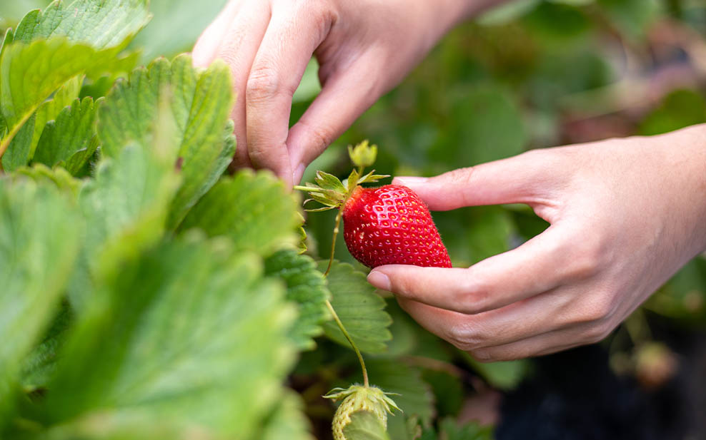 Strawberry