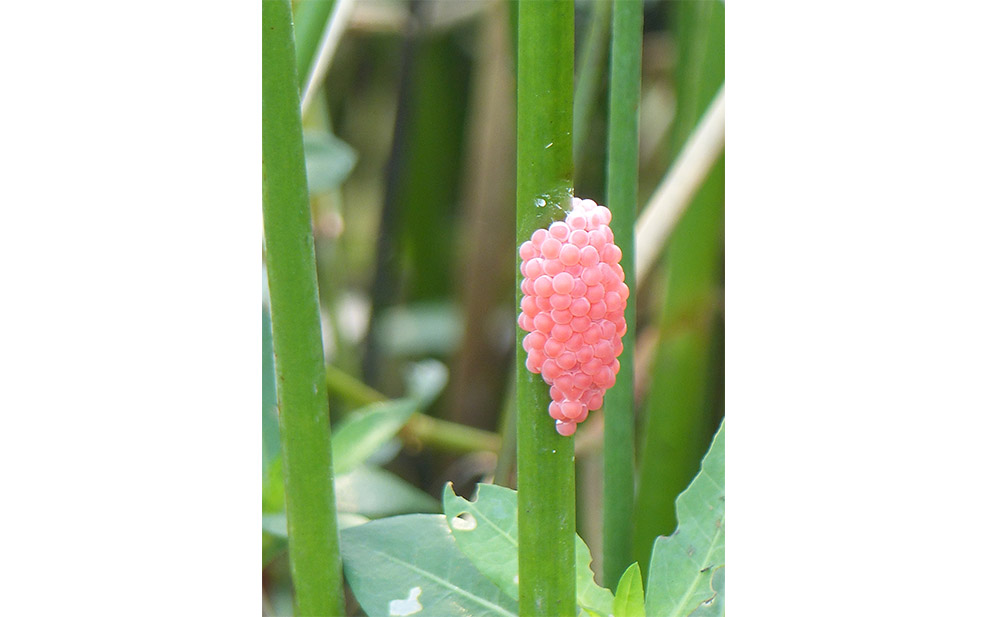 Snail eggs