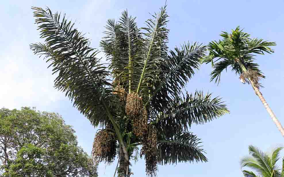 Arenga Palm